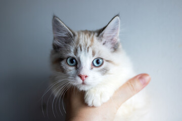 A person is gently holding a small kitten that has blue eyes in their hand