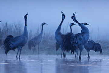 Żuraw (Grus grus), crane © Bartosz Rakoczy