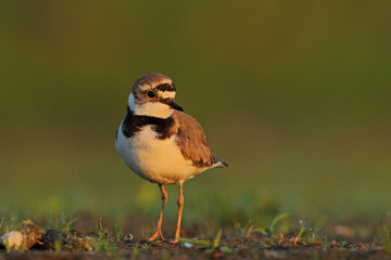 Sieweczka rzeczna © Bartosz Rakoczy