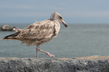 Birds at the beach in summer