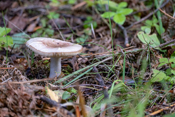 A common yellow russula mushroom (Russula ochroleuca)