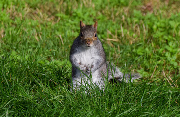 A grey squirrel stands on green grass in a park in UK.