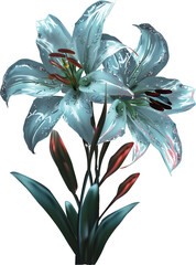 two fine lily blooms cyan petals on white
