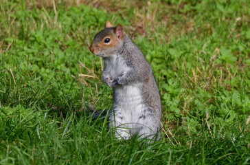 A grey squirrel stands on green grass in a park in UK.