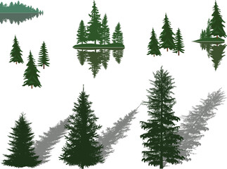 Obraz premium evergreen trees with shadows and reflections isolated on white