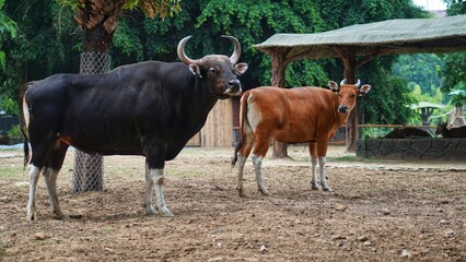 Javanese bull (Bos javanicus) at the Solo Safari Zoo, Surakarta City, Indonesia.
