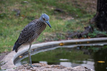 Bird by the Pond