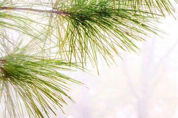 long leaf pine needles