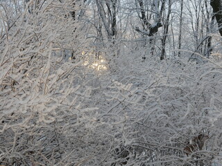 Winter landscape - a snow-covered park with beautiful trees, covered with hoarfrost. A Christmas picture - a winter forest, a sunny day in a fairy-tale park.