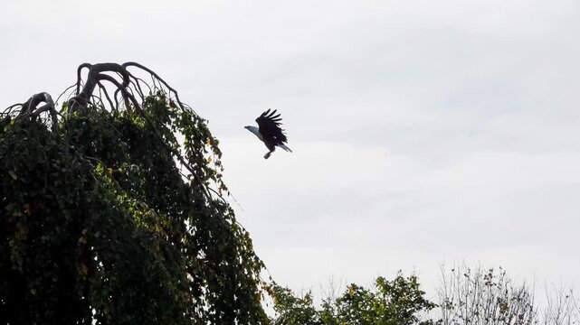 close-up of a bald eagle (Haliaeetus leucocephalus, sea eagle) takes to flight and catches an airborn food morcel