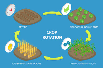3D Isometric Flat Vector Illustration of Crop Rotation, Growing a Series of Different Types of Plants in the Same Area