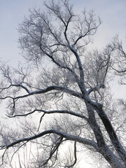 Winter landscape - a snow-covered park with beautiful trees, covered with hoarfrost. A Christmas picture - a winter forest, a sunny day in a fairy-tale park.