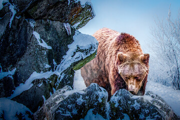 Brown Bear Walking Through Snowy Forest Landscape on a Clear Day