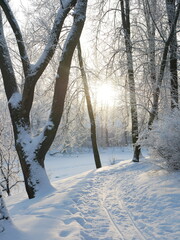 Winter landscape - a snow-covered park with beautiful trees, covered with hoarfrost. A Christmas picture - a winter forest, a sunny day in a fairy-tale park.