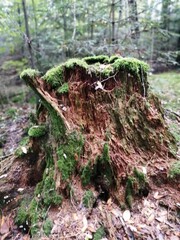 Fototapeta premium baum