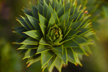 Detail of a monkey puzzle tree (Latin: Araucaria araucana)
