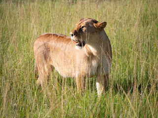 A lioness hunting in the grass on the African plains.