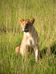 A lioness sitting in a grass field.