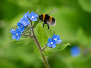 Bumblebee Gathering Nectar from Flower