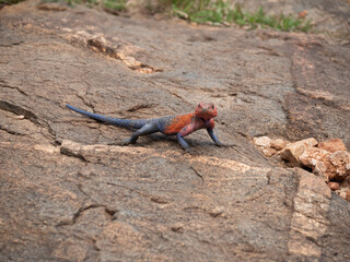 A red and blue lizard sitting on a rock.