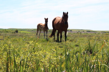 Horses are grazing in the field