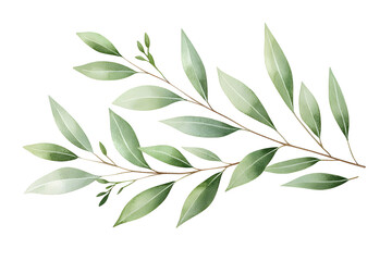 Watercolor eucalyptus branch isolated on white