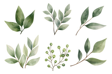 Naklejka premium Watercolor green eucalyptus branch isolated on white