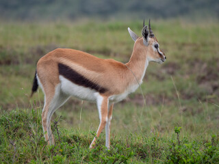 A juvenile antelope looking out over a grass field