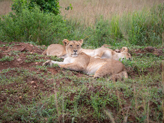 One lioness looks off into the distance while another lioness sleeps in the afternoon sun. 