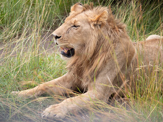 A male lion sitting in a grass field