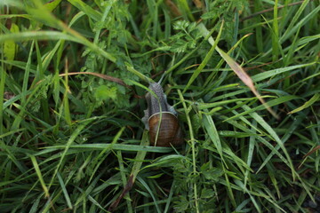 A snail with a shell or slug