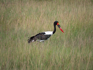 A saddle-billed stork walking in a grassy field.