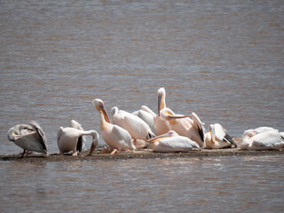 A flock of white pelicans gathering near a lake