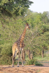 Girafe en safari