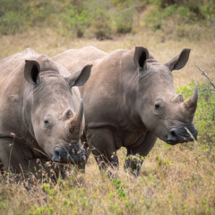 Two white rhinos in the wild close together.  © Russell Kilburn