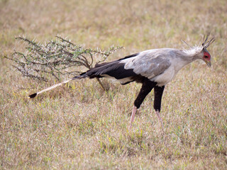 Fototapeta premium A secretary bird walking in a grass field. 