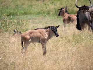 Many young wildebeest grazing in a field