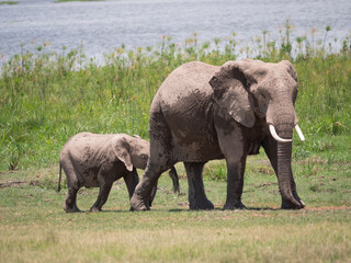 a mother elephant and her young baby walking together in the grass