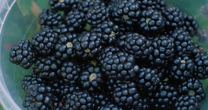 Close-up of blackberries in plastic container. Farmer holds clear bucket filled with freshly picked blackberries, showing off bright, ripe fruits picked from blackberry bushes in rural area.