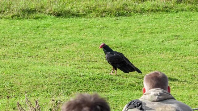 Andover, Basingstoke / UK - November 2 2024: turkey vulture (Cathartes aura) takes to flight