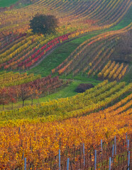 Stunning undulating landscape with vineyards, photographed in autumn in Cejkovice, in south Moravia in the Czech Republic. The area is known as Moravian Tuscany.