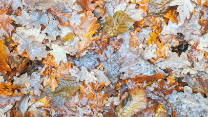 A pile of autumn oak leaves, some of which are brown and some are green. The leaves are wet and the pile is lying on the ground. Autumn leaves background