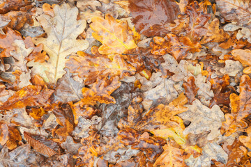 A pile of autumn oak leaves, some of which are brown and some are green. The leaves are wet and the...