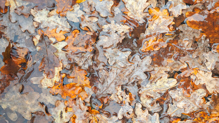 A pile of autumn oak leaves, some of which are brown and some are green. The leaves are wet and the pile is lying on the ground. Autumn leaves background