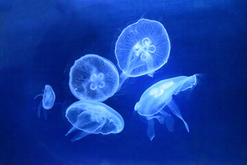 Five jellyfish with big hats, underwater world, animals © Jana