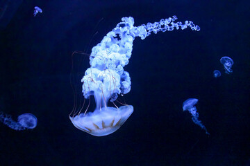 White large jellyfish with tassel-like arms, underwater world