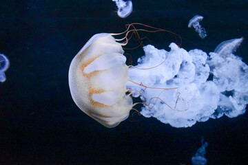 Big jellyfish hat, underwater world
