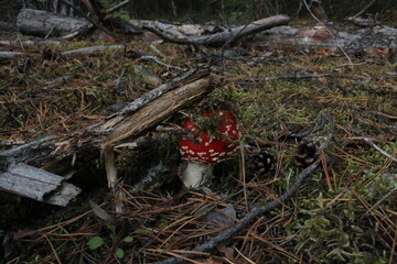 Red fly agaric in the forest