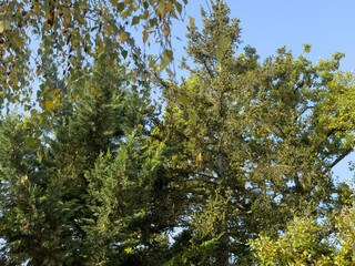Vibrant green trees under a clear blue sky in a sunlit forest captured during the autumn season
