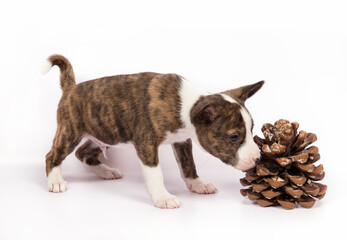 A Basenji puppy on a white background sniffs a pine cone.